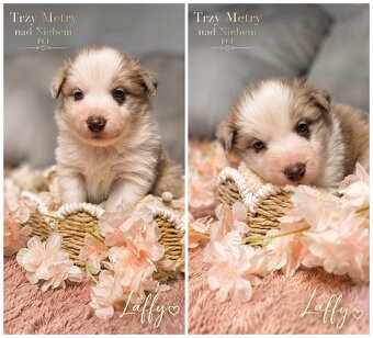 Border Collie szczenięta FCI - 2