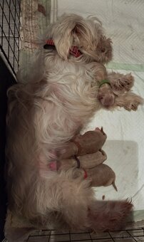 Maltipoo rezerwacja - 2