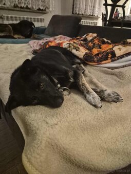 Leon, nieduży młody psiak szuka domu pies psy - 2