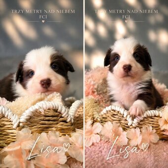 Border Collie szczenięta FCI - 2