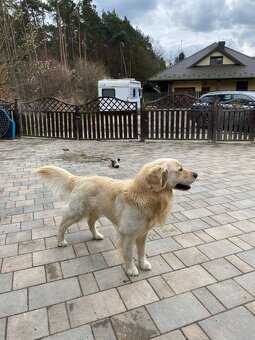 Golden retriever 3 lata - 2