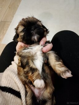Kochane szczeniaczki w typie shih tzu - 2