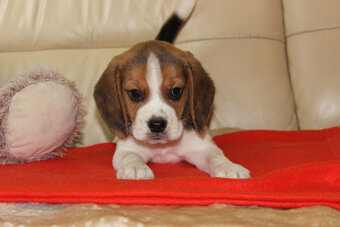 Beagle szczeniaczki po Championie Polski ZKwP (FCI) - 2