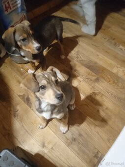 Oddam w dobre rece - 2