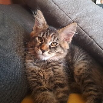 Maine Coon - 2
