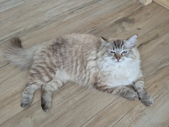 Kot Ragdoll na sprzedaż - 2