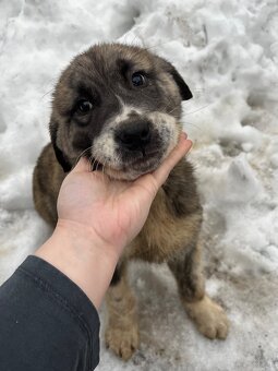 Owczarek środkowoazjatycki - 2