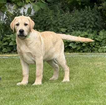 Labrador biszkoptowe szczenięta-psy FCI - 2