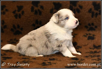 psy szczeniaki Border Collie ZKwP FCI - 2
