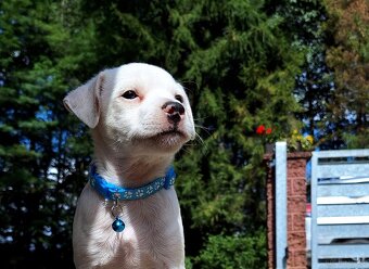 Parson Russell Terrier ZKwP FCI - 2