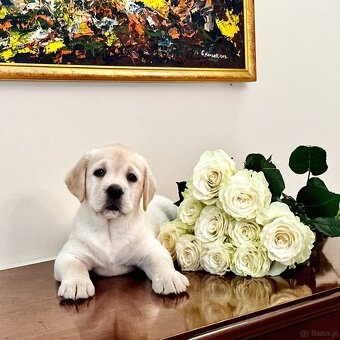 Szczenięta Labrador retriever - 2