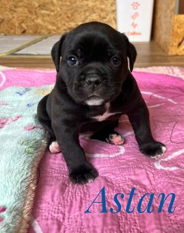 Buldog Staroangielsky - Old English Bulldog - 2