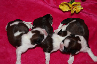 SHIH TZU - 2