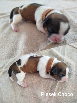 Pies rasy Shih Tzu z rodowodem - 2