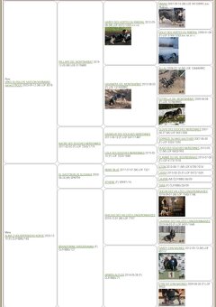 Niebieski basset gaskoński - 2