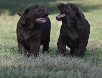Labrador Retriever z rodowodem ZKwP, FCI Badania Genetyczne - 2