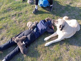 Bandog,kangal,Dog argentyński - 2