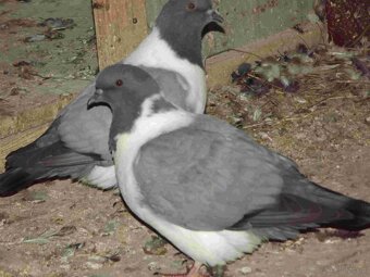 sprzedam gołębie - 2