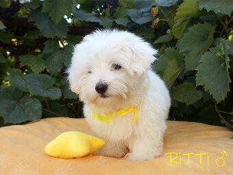SAMIEC biały Coton De Tulear szczenię ZHPR UCI Kraków - 2