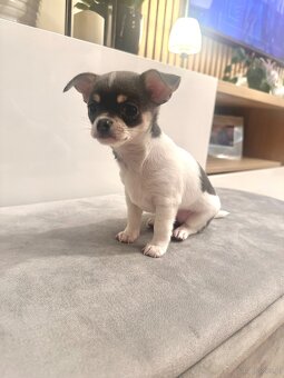 Szczeniaki rasy chihuahua 7tyg - 2