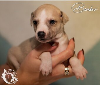 Whippet - 2