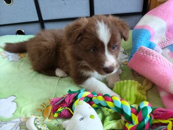 Szczenięta Border Collie ZKwP FCI - 2