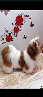 Suczka Shih Tzu - 2