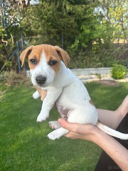 Szczeniaki jack russell terrier suczki i piesek - 2