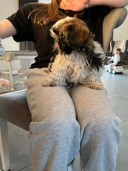 Shih Tzu - 2