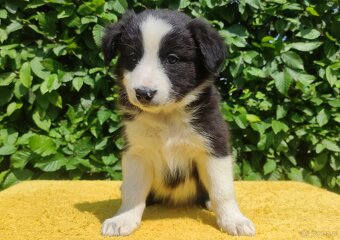 Rasowa suczka border collie z Hodowli, komplet dok. - 2