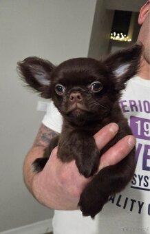 Chihuahua długowłosy - 2