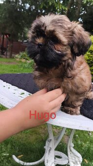 ShihTzu piesek Hugo - 2