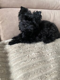 Yorkshire Terrier Black rodowód badania DNA - 2