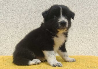 BORDER COLLIE z Hodowli - Rasowy pies z pełną dok. przebadan - 2