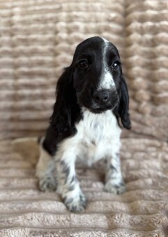 Cocker Spaniel Angielski - 2