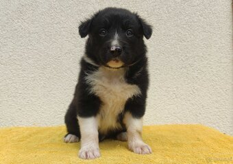 Rasowy pies z pełną dok. przebadani rodzice BORDER COLLIE z - 2