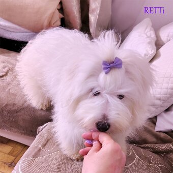 Piesek rasowy mały Coton De Tulear szczenię ZHPR UCI Kraków - 2