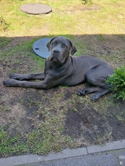 Sprzedam cane corso - 2