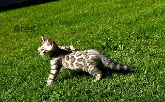 OUR BENGAL KITTENS WITH PEDIGREE CERTIFICATES - 2