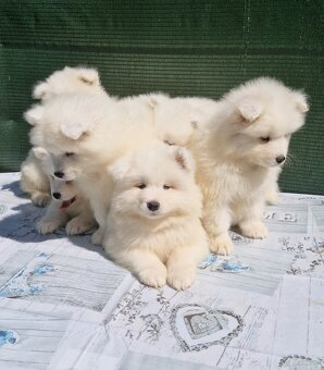 Szczenięta Samojed - 2