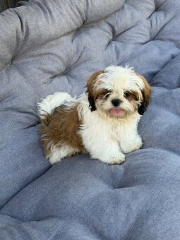 Szczeniaki Shih tzu - 2