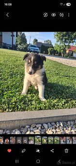 Owczarek Szkocki Collie - 2