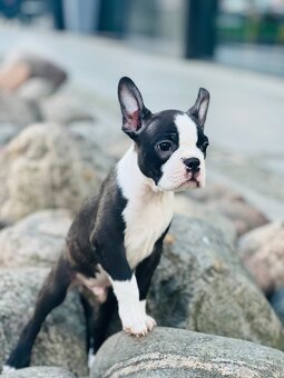 Boston Terrier - 2