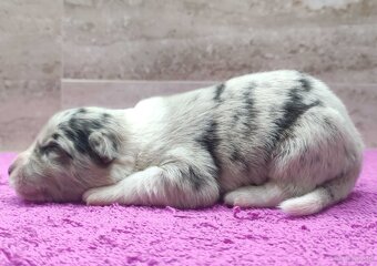 Szczenię BORDER COLLIE z Hodowli - Rasowy pies z pełną dok. - 2