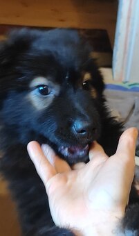 Owczarek niemiecki - 8 tygodni - 2