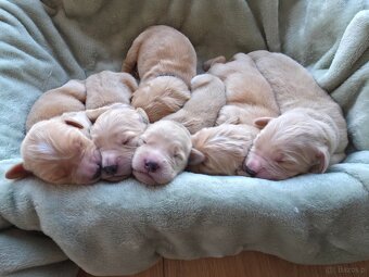 GOLDEN RETRIEVER po championie białe złote biszkoptowe - 2