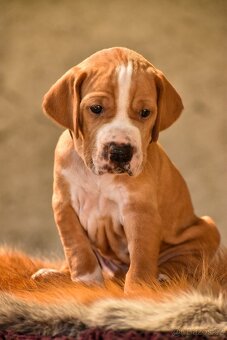 Pointer / English pointer - 2