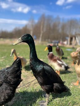 Jaja bieguski indyjskiej - 2