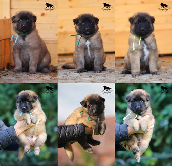 Owczarek belgijski Tervueren - szczenięta z rodowodem - 2