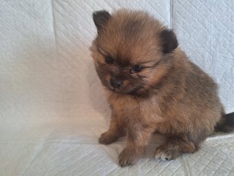 Sunia Pomeranian - 2